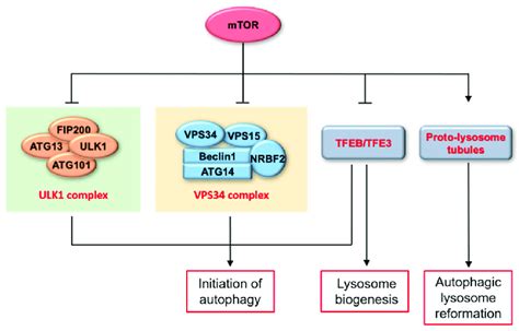 Role of mTOR in autophagy. mTOR plays a crucial role in the regulation... | Download Scientific ...