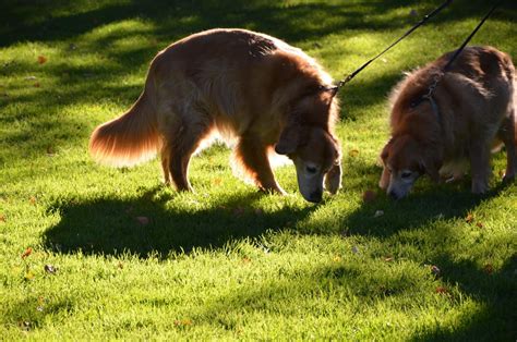 Understanding Dog Territorial Marking - PetHelpful