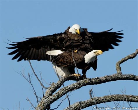 Bald eagles mating | BIRDS - Bald eagle | Pinterest