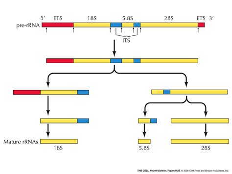 Rna, ribosomal, 5.8s; 5.8S Ribosomal RNA