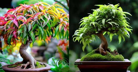 How to Make a Bonsai Mango Tree: Unleashing Your Inner Ninja!