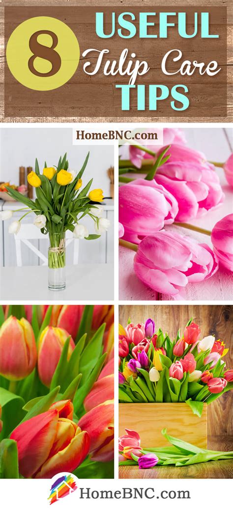 Tulip Care - How to Plant, Grow and Help Them Thrive