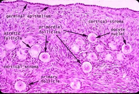 Ovarian Follicles Slide