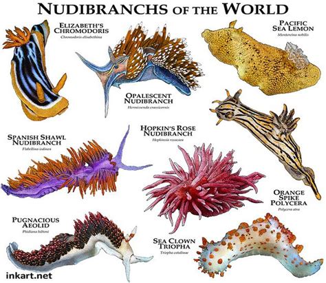 Nudibranchs of the World | Sea slug, Marine animals, Beautiful sea ...