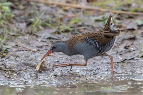 Water Rail by Ian Bollen - BirdGuides