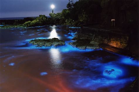 Noctiluca scintillans | What a wonderful world | Pinterest