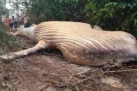 Una ballena jorobada fue encontrada en medio de la selva amazónica | InfoAmazonia