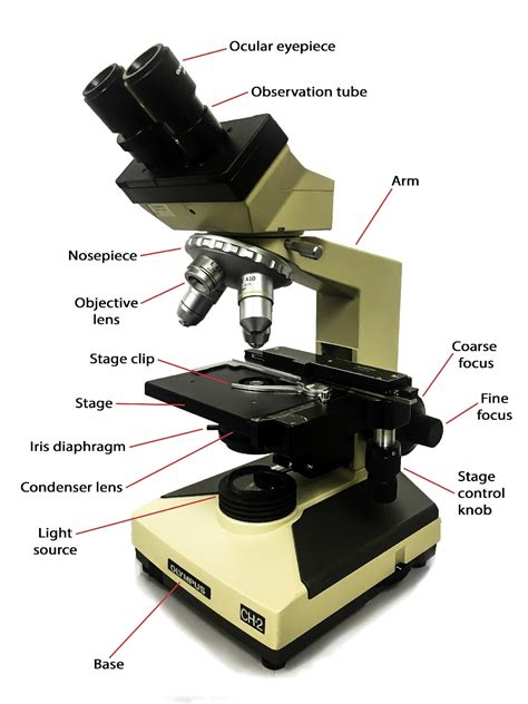 Compound Light Microscope Unlabeled