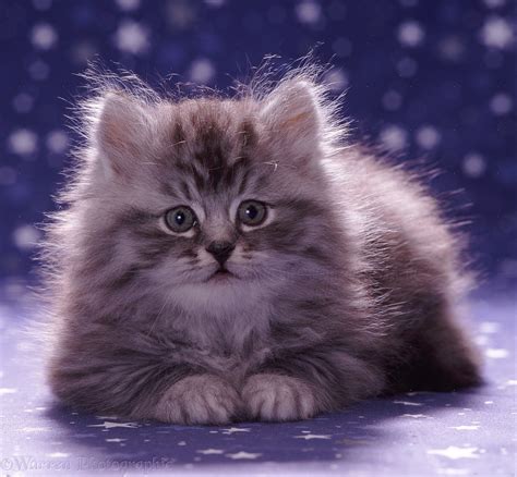 Fluffy silver tabby kitten photo WP09415