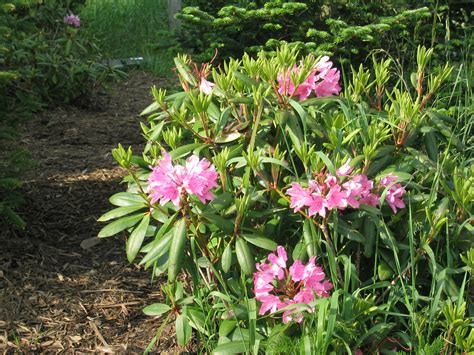 Catawba Rhododendron Rhododendron Catawbiense Thomas