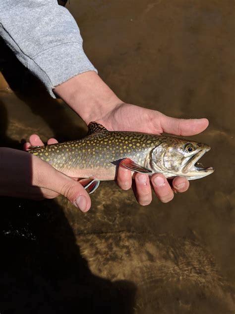 Great weekend fishing in WI : r/flyfishing