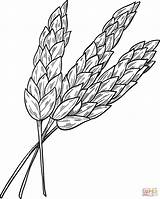 Grain Food Group Coloring Page sketch template
