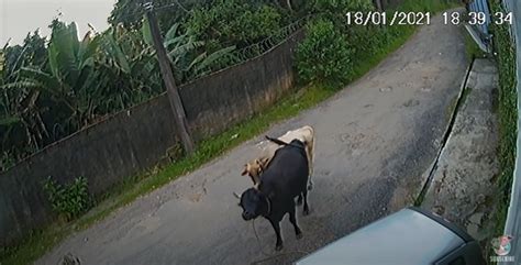 Watch this bull attack a car - Boing Boing