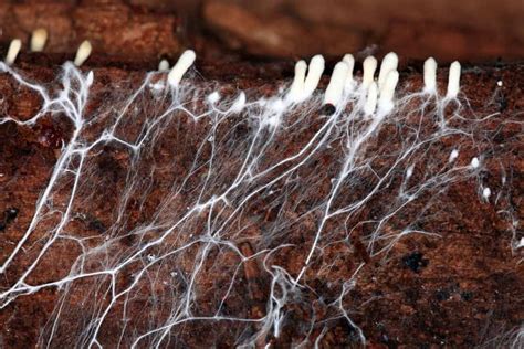 How To Grow Mushroom Mycelium? 3 different ways explained