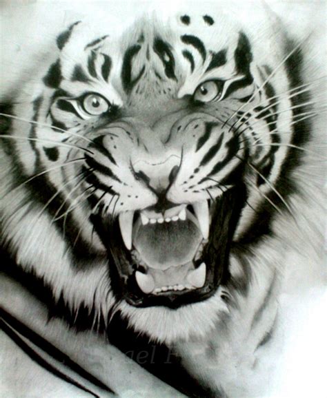 Wild White Tiger Tattoo - Tattoo Designs & Ideas Gallery