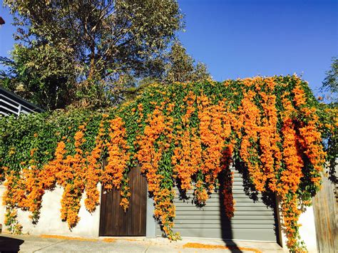 Orange Trumpet vine | Trumpet vine, Garden, Plants