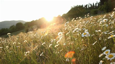 Vintage Field Wallpaper | Daisy Field At Sunset Stock Video 7908999 | HD Stock Footage | Field ...