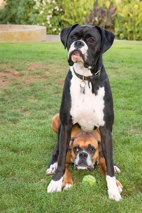 158 best Funny Boxer Dog Pics images on Pinterest | Boxer love, Dogs and Funny animal