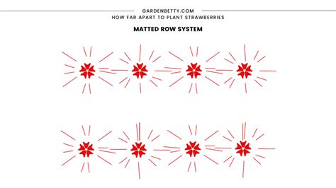 How Far Apart to Plant Strawberries for the Biggest, Juiciest Berries ...