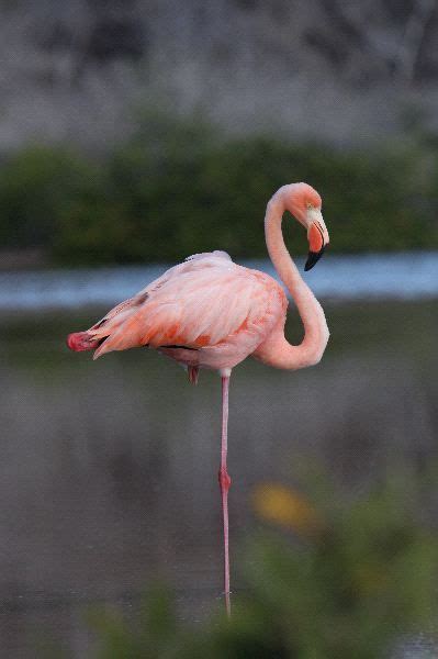 greater flamingo | Galapagos Greater Flamingo Resting - Flamingo Facts ...