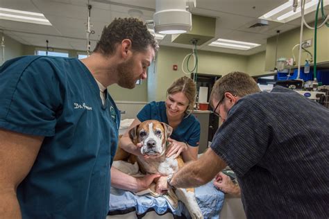 Veterinarians Volunteer Holiday Weekend to Perform Dental Work at Best ...