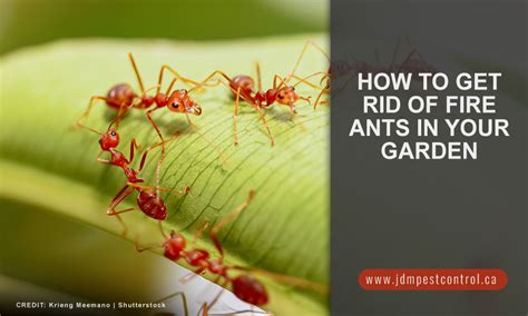 How to Get Rid of Fire Ants in Your Garden - JDM Pest Control