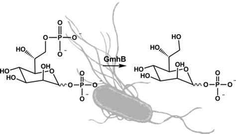 Divergence of Biochemical Function in the HAD Superfamily: d-glycero-d-manno-Heptose-1,7 ...