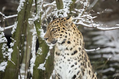 Male amur leopard in snow | Picture by: Annika Sorjonen (201… | Flickr