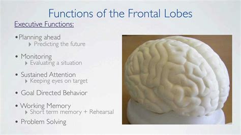 Frontal Lobes Functions - YouTube