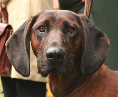 Sabueso bávaro de montaña : Todo sobre esta raza - DogsPlanet.com