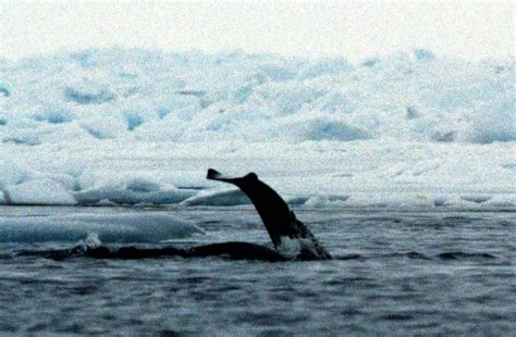 Changing sea ice conditions leading to collapse of North Water Polynya in the Arctic - Digital ...