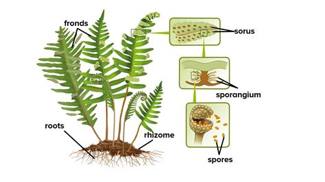 Describe the structure of mature sporangium in pteridophytes.