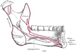 Mylohyoid line