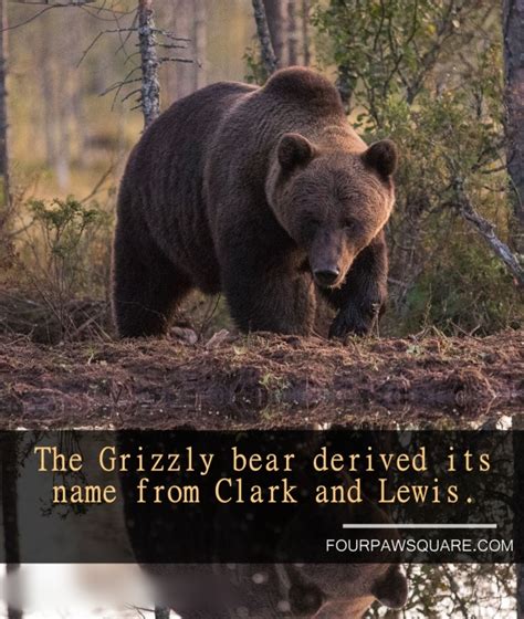 15 Fun Facts about Grizzly bear - Four Paw Square