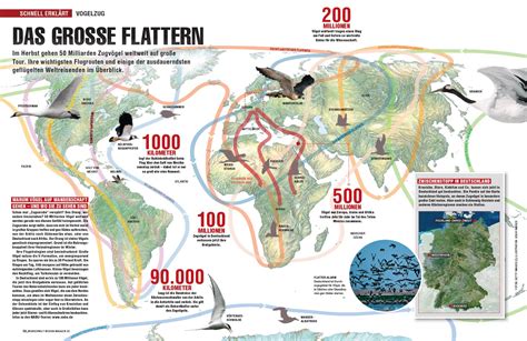 Migración de las aves | Infographics90