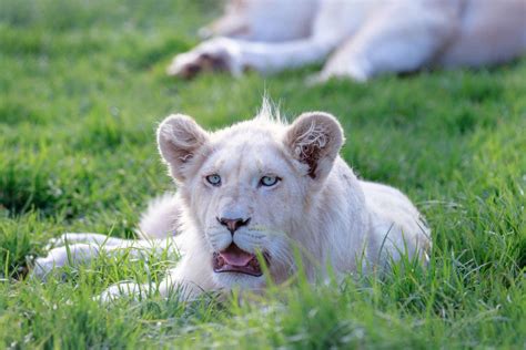 Sự thật về động vật sư tử trắng tuyệt vời