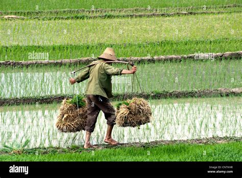 paddy farmer on a rice field in China, China Stock Photo: 47870755 - Alamy