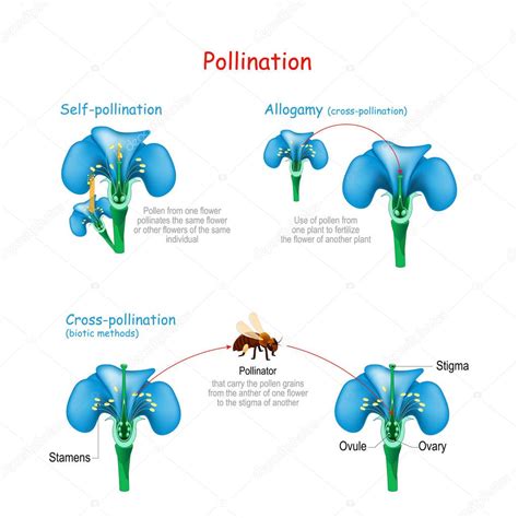 Polinización de la flor por abeja. Autopolinización, Allogamia y polinización cruzada por ...