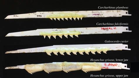 Which species of shark has the sharpest teeth? There's a science ...