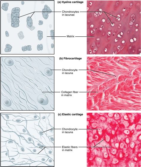 Reticular Tissue Diagram