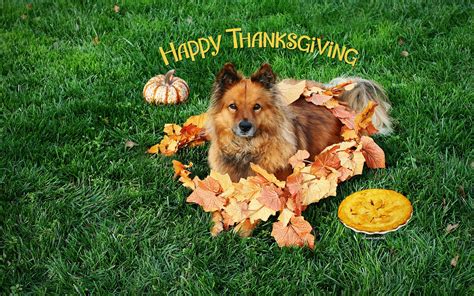 Thanksgiving Puppy Wallpapers - Wallpaper Cave