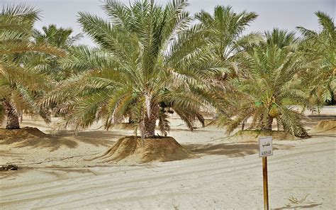 Long-Term Experiment on Evaluation of Elite Date Palm Varieties for ...