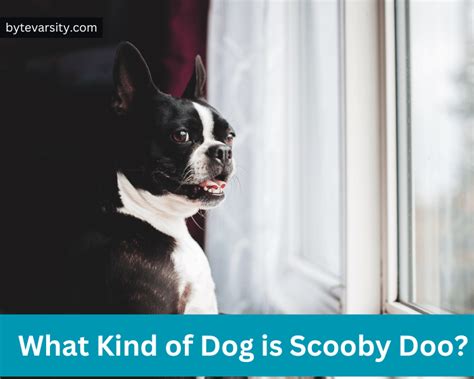 What Kind Of Dog Is Scooby Doo? Exploring The Mystery