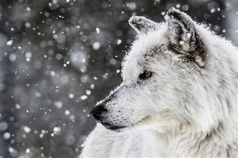 Download Snowfall Winter White Wolf Animal Wolf Wallpaper