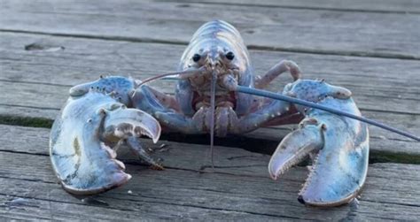 Portland Fisherman Catches Rare 'Cotton Candy' Lobster Off Maine Coast