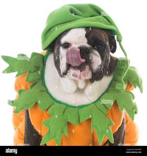 dog wearing a pumpkin costume on white background Stock Photo - Alamy