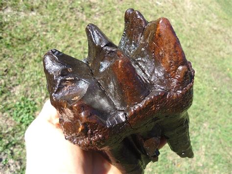 Huge Rooted Mastodon Tooth | Proboscidea | FOSSILS | Prehistoric Florida