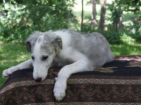 HowlinWolf Borzoi - Russian Wolfhounds - Borzoi Puppies for Sale in Anderson, MO | AKC Marketplace