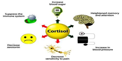 Cortisol - Assignment Point