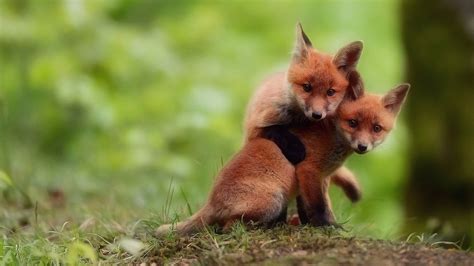 Cute red fox cubs - backiee